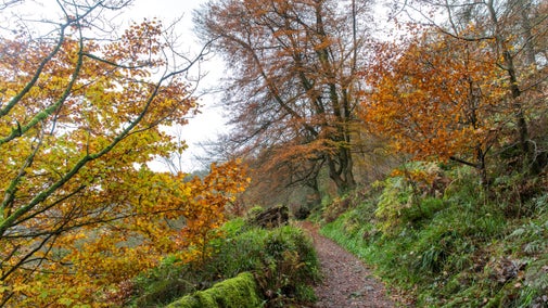 Autumn colour on the path from Clough Hole to Gibson Mill at Hardcastle Crags, West Yorkshire